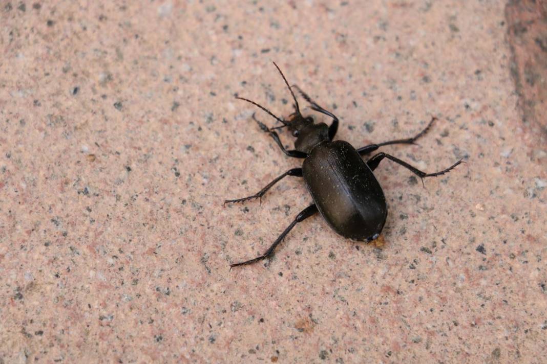 O illerde yaşayanlar dikkat: İstila başladı! Hava kararınca ortaya çıkıp evlerin içine kadar giriyorlar! 8